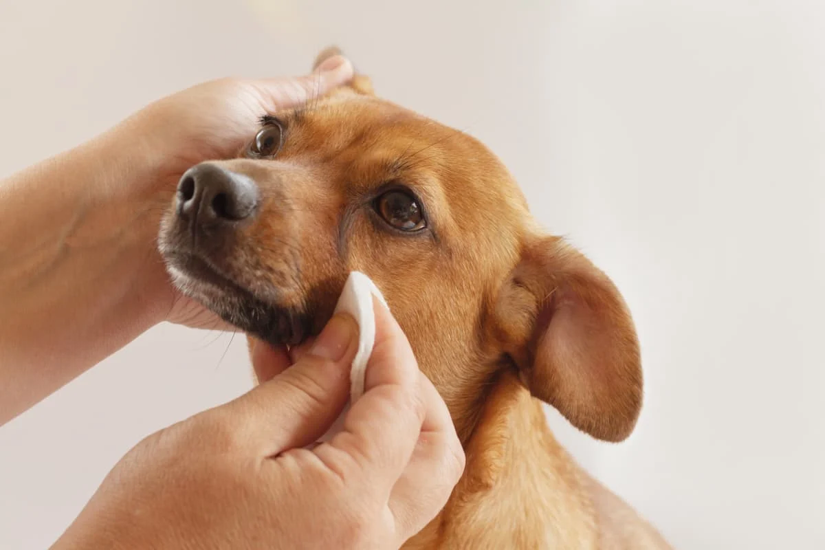 Dog tear stains clearance cause